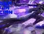 Cyber Ninja Lucian